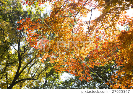 The scenery of Autumn 090 The scenery of Autumn 090 27655547