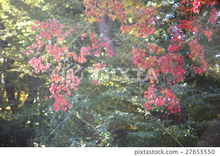 The scenery of Autumn 064 The scenery of Autumn 064 27655550