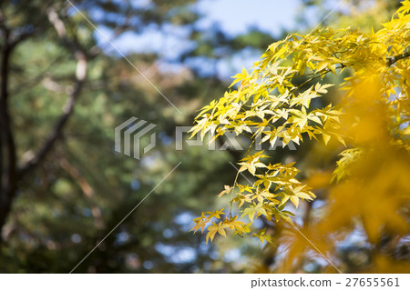 The scenery of Autumn 096 The scenery of Autumn 096 27655561
