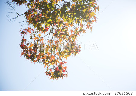 The scenery of Autumn 053 The scenery of Autumn 053 27655568