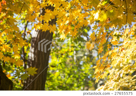 The scenery of Autumn 108 The scenery of Autumn 108 27655575