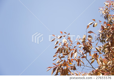 The scenery of Autumn 084 27655576