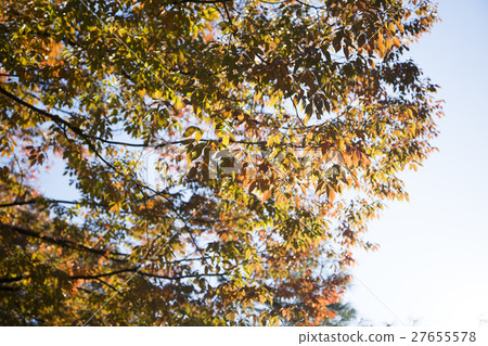 The scenery of Autumn 109 27655578