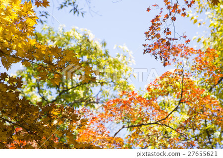 The scenery of Autumn 089 The scenery of Autumn 089 27655621