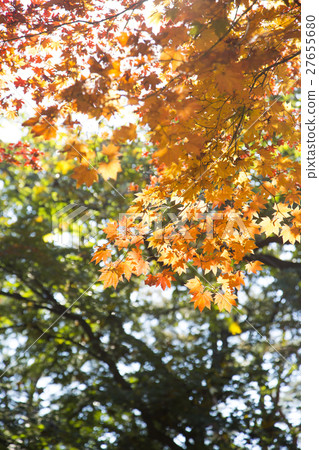 The scenery of Autumn 111 27655680