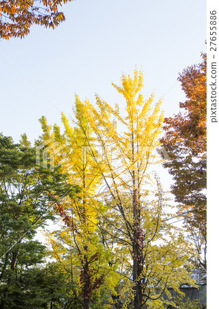 The scenery of Autumn 212 The scenery of Autumn 212 27655886