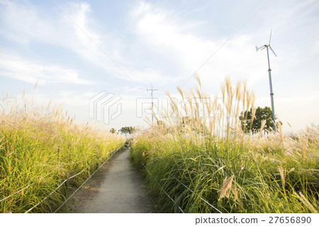 Autumn grass 012 27656890