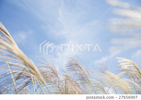 Autumn grass 008 Autumn grass 008 27656907