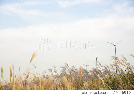 Autumn grass 054 27656910