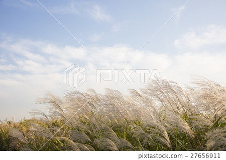 Autumn grass 029 27656911