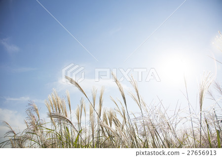 Autumn grass 014 27656913