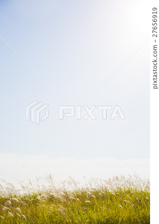 Autumn grass 033 Autumn grass 033 27656919