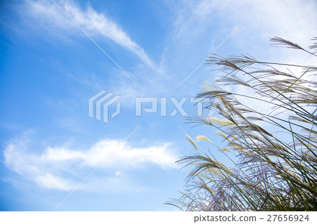 Autumn grass 035 27656924