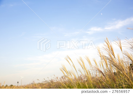 Autumn grass 021 27656957