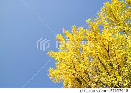 autumnScenery 003 autumnScenery 003 27657046