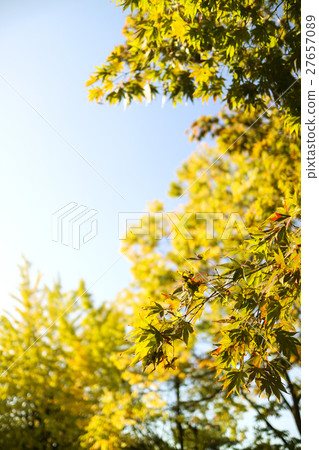 autumnScenery 036 autumnScenery 036 27657089