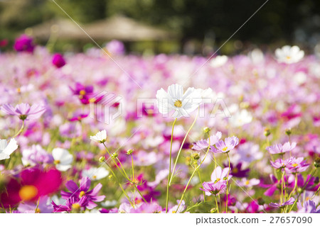 autumnScenery 047 27657090