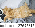 Sleeping cat 27657217