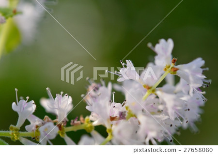 Fukubikana (snowstorm flowers) 27658080