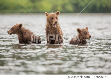 Three little bear cub swimming in the lake Three little bear cub swimming in the lake 27658139