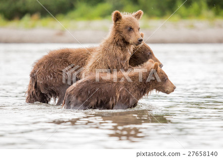 Three little bear cub swimming in the lake 27658140