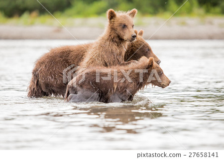 Three little bear cub swimming in the lake 27658141