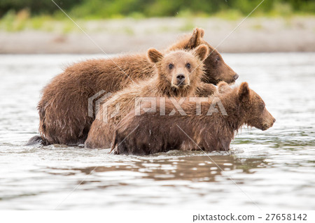 Three little bear cub swimming in the lake Three little bear cub swimming in the lake 27658142