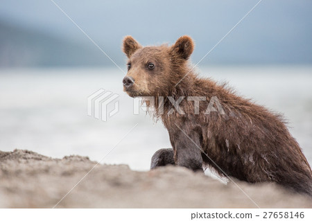 Little bear cub is on the lake 27658146