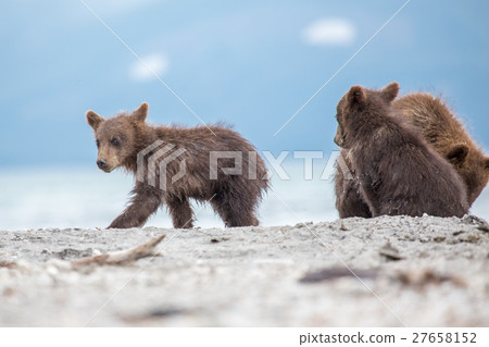 Small cubs playing on the lake 27658152
