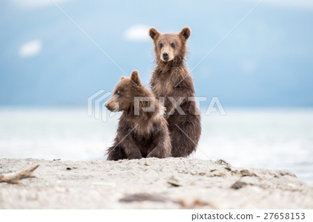 Small cubs playing on the lake 27658153