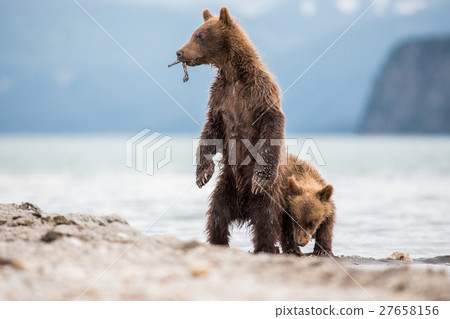Little cubs waiting for his mother bear 27658156