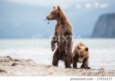 Little cubs waiting for his mother bear 27658157