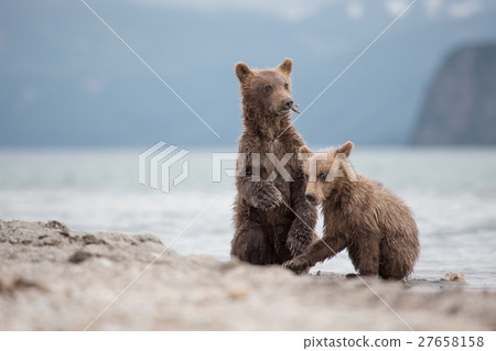Little cubs waiting for his mother bear 27658158