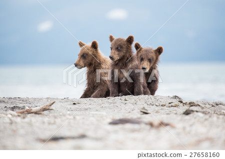 Little cubs waiting for his mother bear 27658160