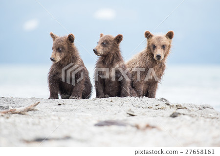 Little cubs waiting for his mother bear 27658161