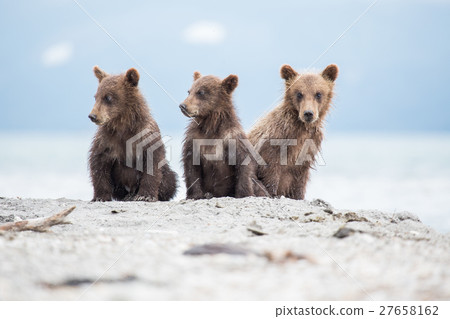 Little cubs waiting for his mother bear 27658162