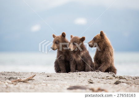Little cubs waiting for his mother bear Little cubs waiting for his mother bear 27658163