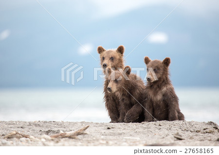 Little cubs waiting for his mother bear 27658165