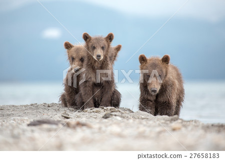 Portrait of an adorable little bears Portrait of an adorable little bears 27658183