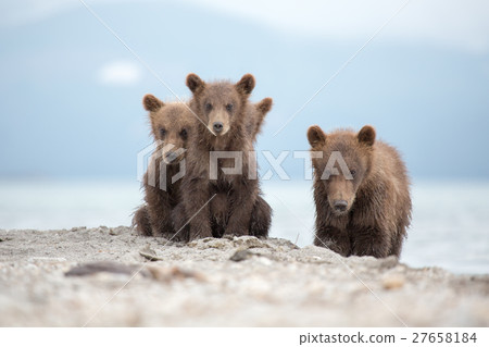 Portrait of an adorable little bears 27658184
