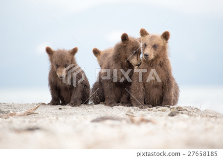 Portrait of an adorable little bears 27658185