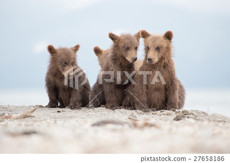 Portrait of an adorable little bears 27658186