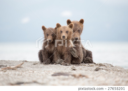 Portrait of an adorable little bears 27658201