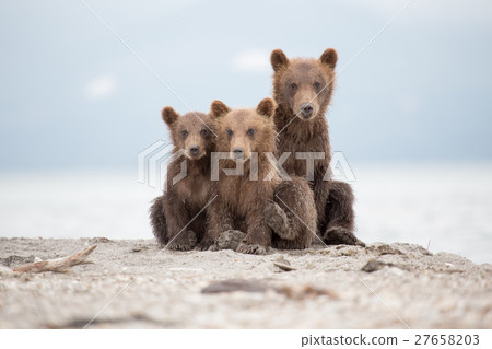 Portrait of an adorable little bears 27658203