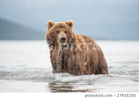 Mama-bear fishing 27658208