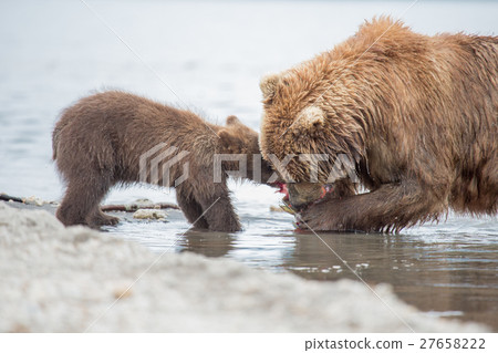 Mama bear and her cubs 27658222