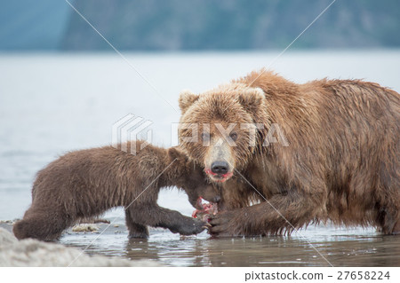 Mama bear and her cubs 27658224