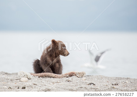 Small bear cub and seagull 27658227