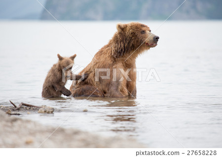 Mama bear and her cubs 27658228