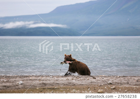 Bear teen caught salmon fish 27658238